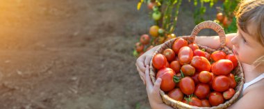 Bahçede domates hasadı tutan bir çocuk. Seçici odaklanma. Çocuk.