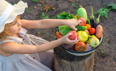 Bahçede sebze hasadı olan bir çocuk. Seçici odaklanma. Yiyecek..
