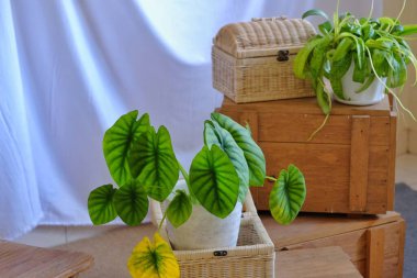 Alocasia Clypeolata 'nın süs bitkileri, ahşap ve bambudan yapılmış kutu mobilyalarla birlikte, güzel bir dekorasyon seti haline gelirler..
