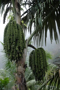 Kalın meyveli Enau veya Are (Arenga Pinnata) ağaçları. Kolang Kaling adındaki popüler meyve yaygın olarak lezzetli bir yemek olarak kullanılır ve yüksek kalsiyum içerir..