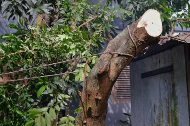 Kesik bir ağaç gövdesi, güvenlik için birkaç ip..