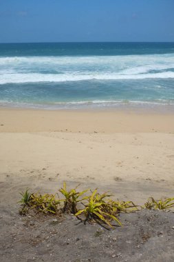 Beyaz kumları, dalgaları ve ufukta görünen ufuk çizgisi olan ıssız bir sahil. Dikey biçimli plaj alanı arkaplanı.