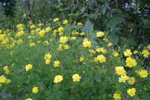 コスモス硫黄 ブッシュに似た野生の開花植物の種 ひまわり科の植物で 硫黄のコスモスや黄色のコスモスとも呼ばれる — ストック写真