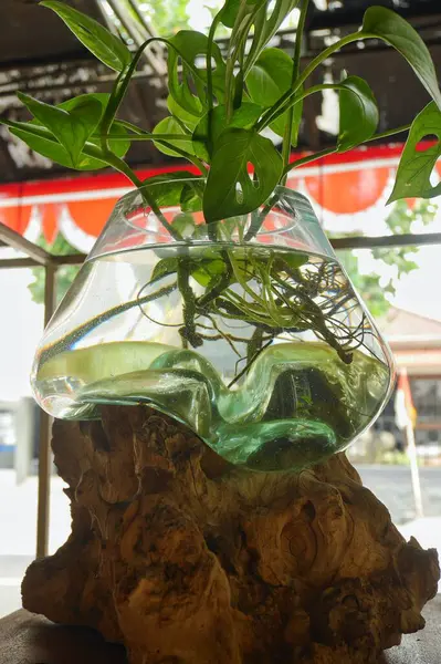 Vasos Transparentes Para Plantas Ornamentais Água Tornam Uma Bela Decoração — Fotografia de Stock