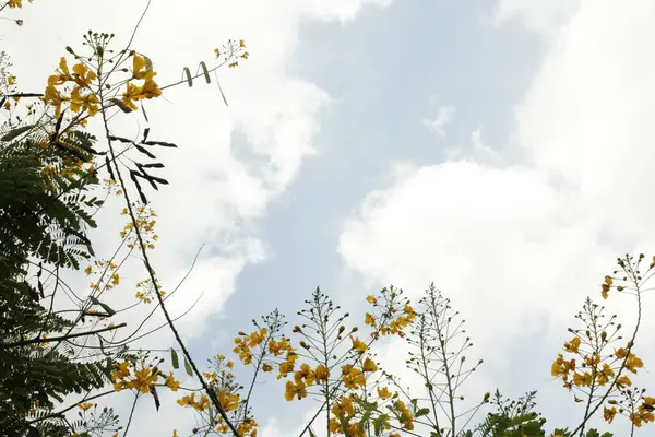 White space sky with plant frame peacock flower, a tropical small tree of family Caesalpiniaceae.