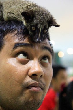 Balikpapan, Indonesia, June 15, 2015. A man plays with his pet masked palm civet (Paguma Larvata), a nocturnal animal whose species are mostly found in India and Southeast Asia. clipart