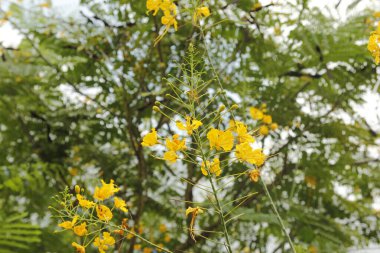 Tavuskuşu çiçeği, Caesalpiniaceae ailesinin tropikal küçük bir ağacı..