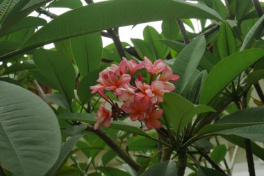 Plumeria Rubra ya da pembe frangipani, süs bitkisi olarak bahçelere dikilmiş bir ağaç. 5-6 metre yüksekliğe sahiptir ve kuraklık ve yağmur mevsiminde çeşitli havalara dayanıklıdır..