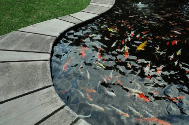 Koi balığı çeşitli parlak renklerde göletler bir bahçe süsler..