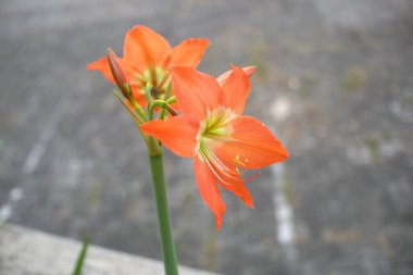 Hippeastrum puniceum, a bulbous perennial native to tropical regions of South America. Common names include Barbados lily, Easter lily, cocoa lily and amaryllis lily. clipart