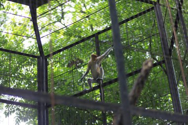 Yogyakarta, Endonezya, 27 Kasım 2015. Bekantan (Proboscis maymunu) veya Nasalis Larvatus, Burnu büyük ve benzersiz bir maymun türü..