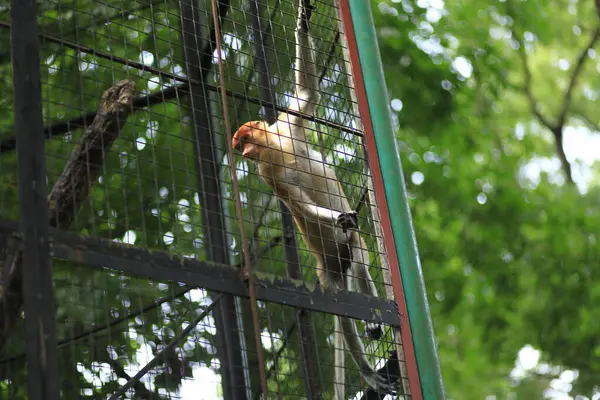 Yogyakarta, Endonezya, 27 Kasım 2015. Bekantan (Proboscis maymunu) veya Nasalis Larvatus, Burnu büyük ve benzersiz bir maymun türü..