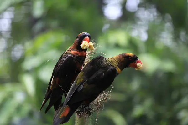 Stock image Two birds Dusky Lory (Pseudeos Fuscata) perched on the same branch.