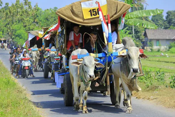 Yogyakarta, Endonezya, 9 Haziran 2015. Bullock arabaları geleneksel öküz arabası taşıma festivali sırasında köy sokaklarında geçit töreni yapıyor..