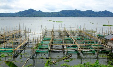 Freshwater culture cages are built by residents along the outskirts of Lake Tondano.  clipart