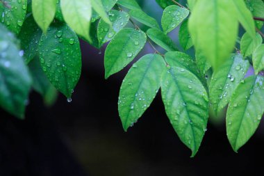 Yağmurdan sonra çiğ damlalarıyla dolu gür yapraklar. Soğuk ve rahatlatıcı tropikal bir atmosfer..