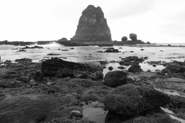 Papuma Beach, one of the beaches in East Java that has a unique coral beauty. clipart