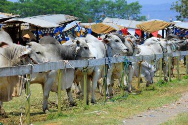 İnek Vagonu Festivali 'nde düzinelerce inek tarlanın kenarına park edildi..