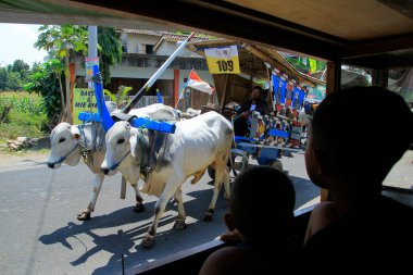Yogyakarta, Endonezya, Sep 6, 2015. Çocuklar karşıdan karşıya geçen renkli bir öküz arabasını İnek Arabaları serisi olarak izliyorlar..
