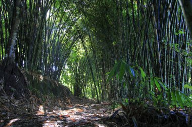 Güzel Bambu Ormanı, kurak mevsimde yağmur suyu yakalama alanı haline gelir ve su rezervlerinin kaynağıdır..