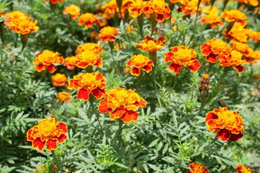 Fransız kadife çiçekleri ya da Tagetes erektası, bahçeye ekilmeye uygun süs çiçekleri olup aynı zamanda sivrisinek kovucu görevi görürler. Bu güzel çiçekler temel petrol formüllerinde yaygın olarak kullanılır..