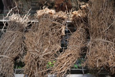 Kurutulmuş Vetiveria zizanioides veya mis kokulu kökü parfüm için gerekli yağın ana bileşeni olarak bilinir çünkü tatlı ve odunsu bir aroması vardır..