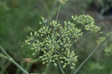 Foeniculum vulgare Miller, rezene tohumu, özgün bir aroması olan bitkisel bir bitki, yaygın olarak gerekli yağlar ve geleneksel ilaçlar için kullanılır..