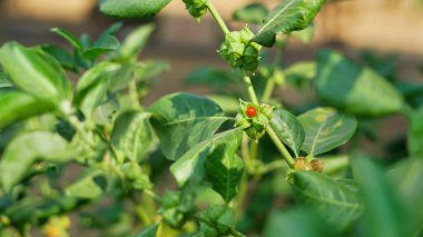 Ashwagandha olarak bilinen Somnifera bitkisiyle. Çilekli meyveli Ashwagandha yaprakları, Hint ginsengi otları, zehirli Bektaşi üzümü, ya da kış kirazı. Ağırlık, stres ve sağlık hizmetleri için yardımlar