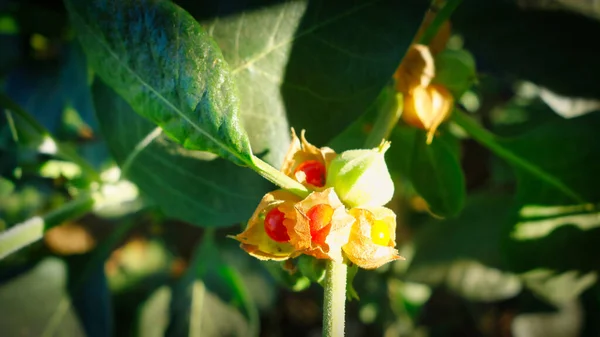 Somnifera bitkisiyle. Ashwagandha (Kış kirazı), Ayurved 'de kullanılan önemli bir şifalı bitkidir. Hint ginsengi otları, kanaje, zehirli bektaşi üzümü. Sağlık Hizmetleri