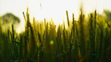 Genç buğday kulaklı, yumuşak bulanık altın arka planda çiğ taneleri var. Bahar tarlasında taze yeşil buğday kulaklarını kapat. Tarım sahnesi. Olgunlaşmamış ürün konsepti, Rajasthan, Hindistan.