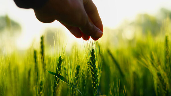 Крупным планом фермер держит в руках зеленые колосья пшеницы в поле. Спелые уши. Человек, идущий по пшеничному полю на рассвете, прикасаясь руками к зеленым колосьям пшеницы. Сельскохозяйственный бизнес.