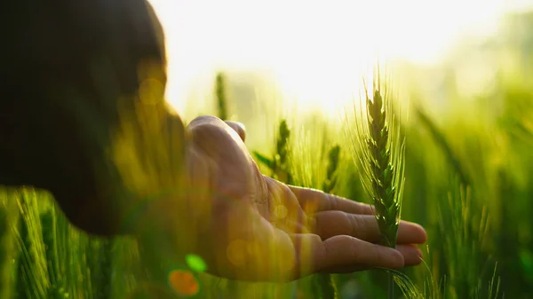 Close Farmer Hand Holding Green Wheat Ears Field Ripening Ears — Stock Photo, Image