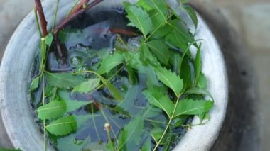 Yeşil Neem yaprakları Azadirachta indica olarak bilinir. Chulha 'da suda kaynatılmış. Kaynar neem, nimtree veya kil sobada Hint leylağı. Hint köyünün banyo ve sağlık sigortası için kullanımı.