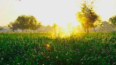 Kışın yaprakları çiğ taneleriyle kaplı yeşil buğday tarlası. Olgunlaşan bir buğday tarlasına güneş ışığı vuruyor. Manzara. Hindistan, Rajasthan 'da kırsal ekinler konsepti. Sisli bir bahar sabahı.