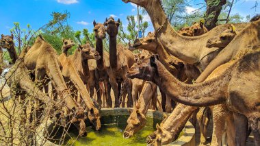 Yerdeki büyük bir su tankından su içen susamış deve sürüsü. Sırtında büyük kamburu ve uzun boynu olan Dromedary ya da Asya devesi, Rajasthan. Sığır çobanı ya da çoban. Otoyolun yanında duruyor.