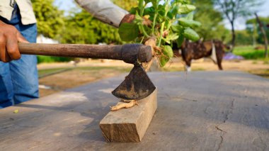 Ashwagandha köklerini kesen ya da kesen biri. Somnifera, Hint ginsengi, zehirli Bektaşi üzümü, ya da kış kirazı. Evdeki güneş ışığında kuruyan el yapımı toz.