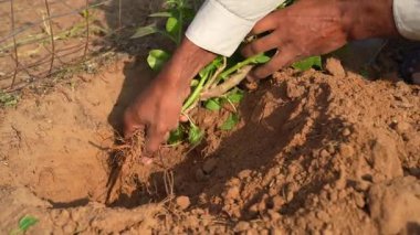 Ashwagandha köklerini kökünden söken bir çiftçi. Organik somnifera, Hint ginsengi, zehirli Bektaşi üzümü, ya da kış kiraz bitkisi. Bahçede, tarlada toplanan Ayurvedic bitkiler