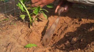 Ashwagandha köklerini kökünden söken bir çiftçi. Organik somnifera, Hint ginsengi, zehirli Bektaşi üzümü, ya da kış kiraz bitkisi. Bahçede, tarlada toplanan Ayurvedic bitkiler