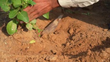 Ashwagandha köklerini kökünden söken bir çiftçi. Organik somnifera, Hint ginsengi, zehirli Bektaşi üzümü, ya da kış kiraz bitkisi. Bahçede, tarlada toplanan Ayurvedic bitkiler
