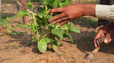 Ashwagandha köklerini kökünden söken bir çiftçi. Organik somnifera, Hint ginsengi, zehirli Bektaşi üzümü, ya da kış kiraz bitkisi. Bahçede, tarlada toplanan Ayurvedic bitkiler