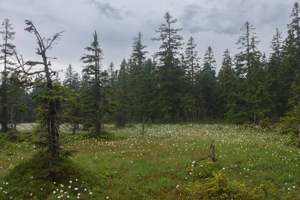 Blühendes Torfmoor Unter Einem Großen See Altvatergebirge Während Pflanze Eriophorum — Stockfoto