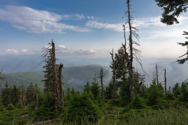 チェコ共和国のイェセニーキ山脈で枯れ木 排出の影響 — ストック写真