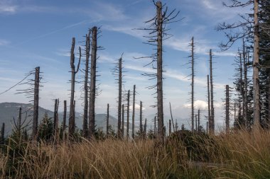 Çek Cumhuriyeti 'nin Beskids Dağları' ndaki ölü ve kuru ağaçlar Spruce 'yi ihtiva ediyor. Emisyonun etkisi