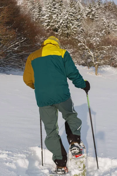 Man turned his back, walking on meadow in winter with trekking poles and snowshoes, sunny morning after snow falling.