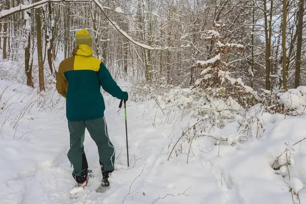 Man turned his back, walking on forest  in winter with trekking poles and snowshoes, sunny morning after snow falling.