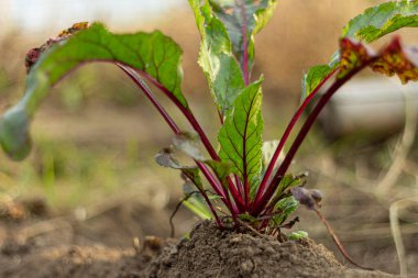 Sebze bahçesine ekilmiş pancar bitkisi.