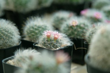 Küçük bir kaktüs çiçek açmış.