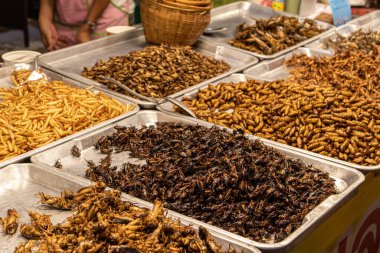 Exotic Asian food. Fried worms and locust  street food of asian. Bamboo worm, grasshopper