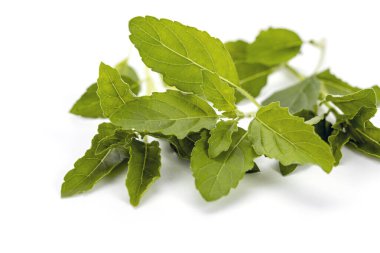 Beyaz arka planda taze yeşil fesleğen yaprakları sağlıklı organik içeriği pişirmek için kullanılır. Doğal titreşimli yakın plan izole ve canlandırıcı.