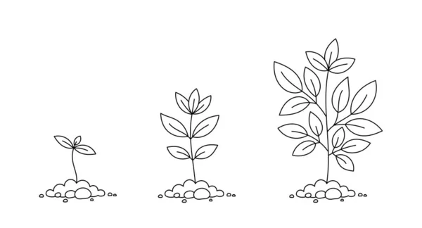 Fiatal Növények Életfolyamatának Illusztrációja — Stock Vector